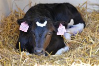 /album/fz0/dsc-2100-1-jpg/