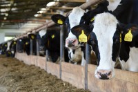 /album/fz0/dsc-2128-1-jpg/